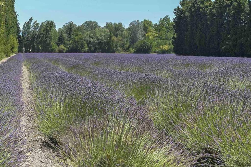 La Provencale Διαμέρισμα Saint-Saturnin-lès-Avignon Εξωτερικό φωτογραφία